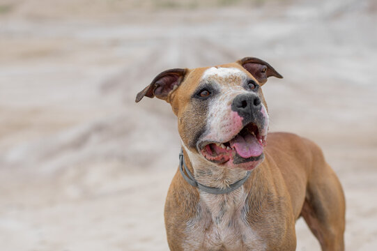 Happy American Staffordshire Terrier with sand-covered face after playing or digging outdoors, panting with tongue out on a sandy beach. Close-up portrait of cheerful Amstaff dog.