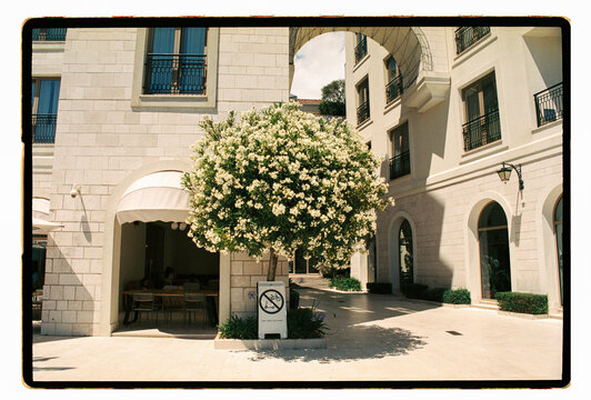 A blooming oleander fills a limestone hotel courtyard