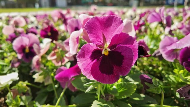 Vibrant pink and purple pansy flowers bloom in sunny garden bed with green foliage.