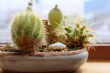窓辺に置かれたサボテンの鉢植え © sunasuna3rd