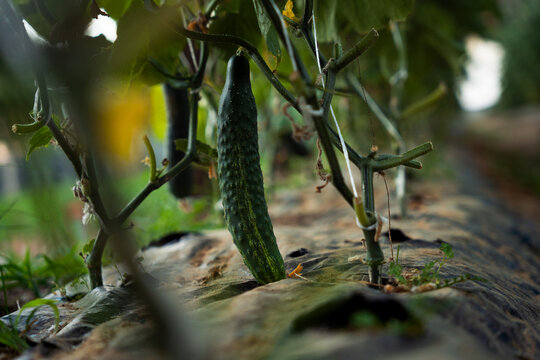 Fresh Cucumber Growing in Greenhouse