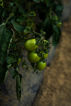 Cluster of Green Tomatoes on Vine