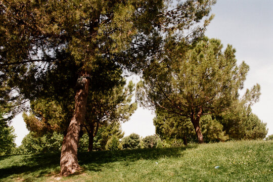 Park in film
