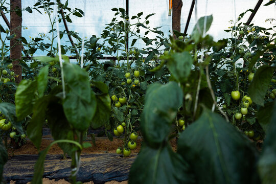 Tomato and Pepper Plants in Greenhouse