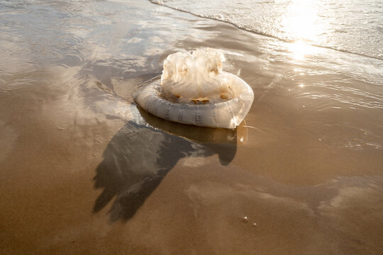 Jellyfish Rests on the Sandy Beach During Low Tide Near the Ocean