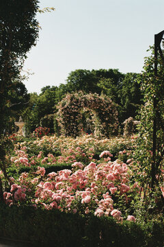 Beautiful flower garden in film