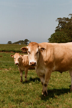 Cows in film