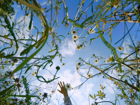 Summer nature sky hand