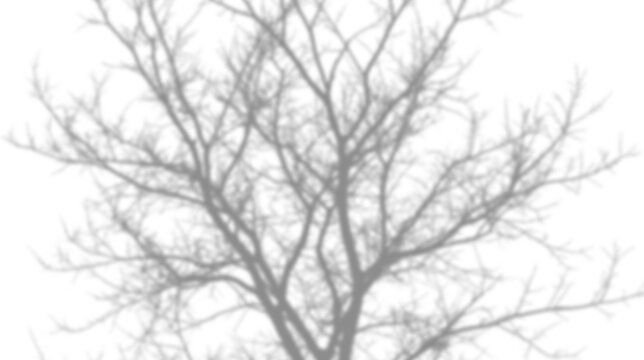 Shadow of a bare tree branch isolated on transparent background