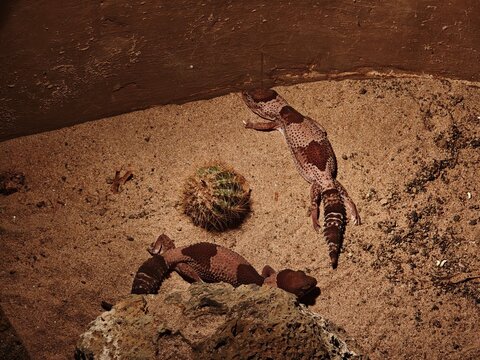 Two African fat tailed geckos resting on sandy ground near small cactus in terrarium enclosure