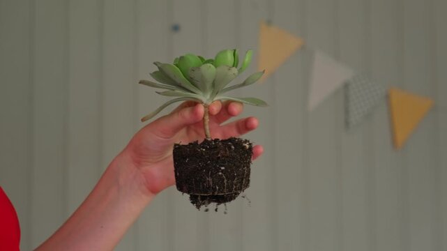 Close up of child hands repotting green echeveria succulent plant at home. Kid transplanting indoor flower, holding root system with soil above small pot. Home gardening and eco education concept.