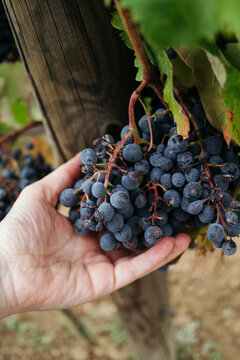 Harvesting Ripe Grapes Under the Warm Sun in a Vineyard
