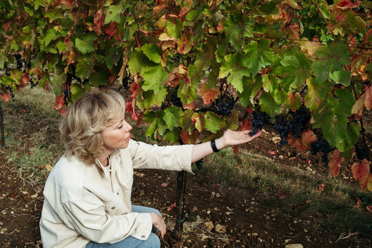 Harvesting Grapes in a Sunlit Vineyard During Autumn
