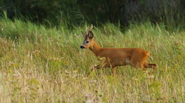Roe deer On Misty Meadow Field At Sunset In Summer. Rutting season