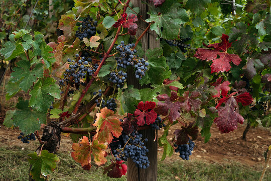 Grapevines Draped in Colorful Leaves During the Autumn Harvest Season