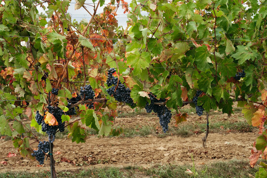Grapes Hang in a Vibrant Vineyard During Autumn Harvest Season