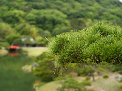 Pine Branch Over a Lake and Green Trees in a Japanese Garden Setting