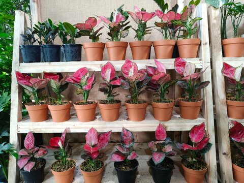 Red aglaonema plants in terracotta and black pots sit on wooden shelves creating symmetrical indoor garden display for commercial nursery retail and residential interior decoration.