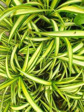 Dracaena sanderiana foliage with striped green and yellow long leaves in garden setting for landscaping greenery inspiration and natural tropical plant background wallpaper themes.