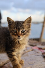 Small Cat © Mina Jaguar