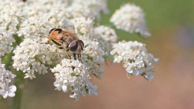 Hoverfly perches on Queen Anne's lace bloom