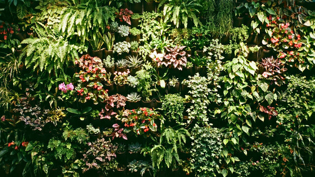 Large living wall installation covered with diverse plants and ferns dramatic wide, living wall biophilic concept, vertical garden installation, plant wall diversity, biophilic architecture design