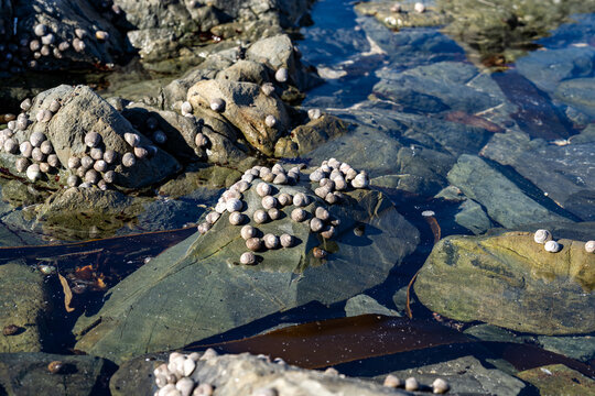 Sea snails clustered on wet rocks in coastal tide pool