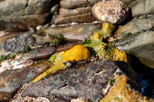 Yellow sea lemon nudibranch sea slug on rocky tidepool reef close up