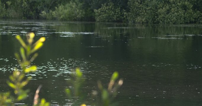Peaceful Ireland river landscape small fish jump and splash water