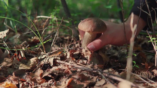 Person picking wild edible bolete mushroom in a sunny autumn forest during mushroom hunting