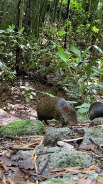 Wild Agouti Foraging on Tropical Rainforest Floor