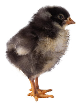 Isolated chicken chick looking to the right