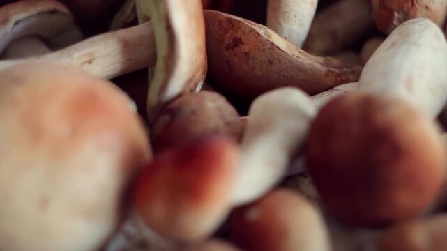 Close-up view of fresh wild porcini mushrooms shifting focus from background to foreground