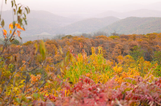 Autumn foliage in Shenandoah National Park, Virginia - United States
