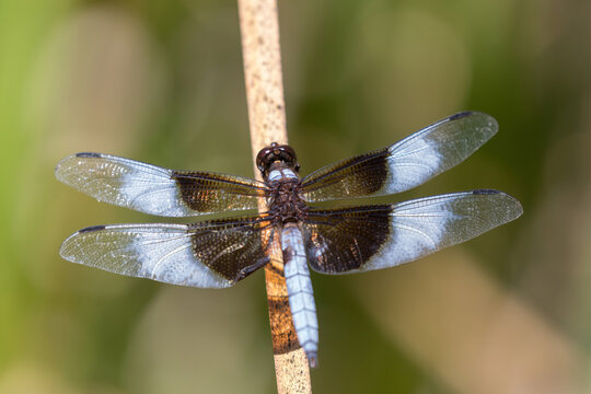 Male Widow Skimmer dragonfly perched on a dry reed. Foothills Nature Preserve, Santa Clara County, California.
