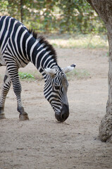Zebra Wildlife Animal © Mina Jaguar