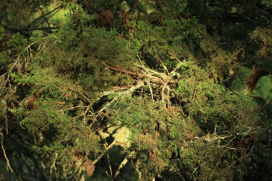 Close-up shot of juniper tree branches system under morning sunlight showing the unique rough surfaces and leaves details. Perfect for nature-themed content or educational materials. 
