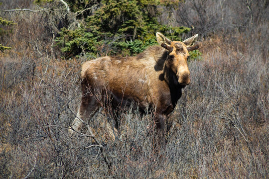 moose standing in tall brush in Denali National Park, Alaska