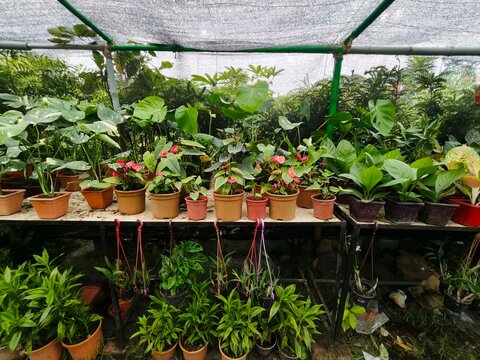 Many green potted plants with pink flowers display on shelves in nursery greenhouse with shade cloth overhead for protection.