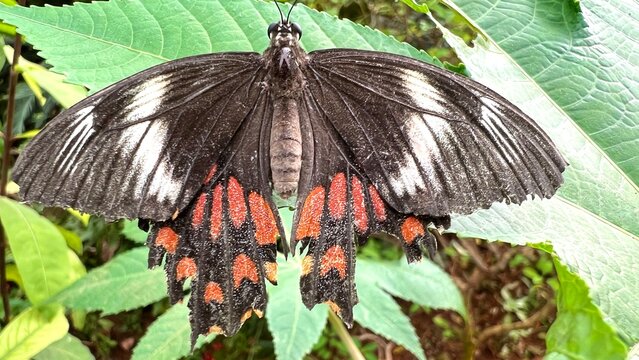 Close-up of black swallowtail butterfly with red and white wing markings resting on green leaves, showing delicate wing texture, tropical nature, insect wildlife and beautiful garden biodiversity.