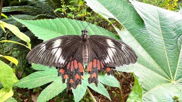 Close-up of black swallowtail butterfly with red and white wing markings resting on green leaves, showing delicate wing texture, tropical nature, insect wildlife and beautiful garden biodiversity.