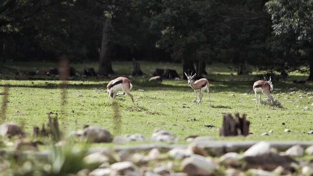 Springbok antelopes grazing in a meadow near a forest
