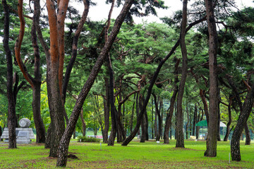 Fototapeta premium Majestic pine tree grove with curving dark trunks on green lawn