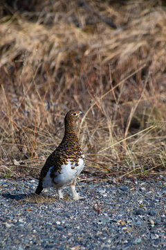 Upright Ptarmigan bird in Denali National Park, vertical