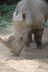 Fototapeta premium rhino