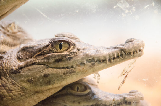 crocodile