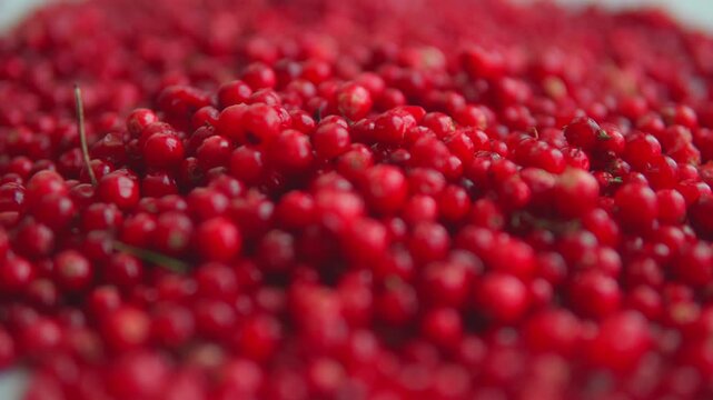 Freshly squeezed redcurrant juice pouring over ripe berries creating a vibrant, fruity background