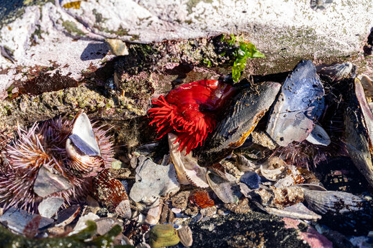 Red beadlet anemone and purple sea urchin in rocky tide pool close up