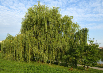 Weeping willow in Mitino Landscape Park. Moscow, Russia © valeriyap