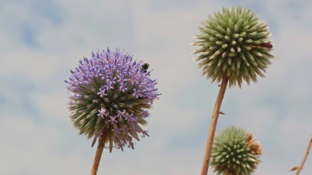 Globe thistle flowers sway under open sky